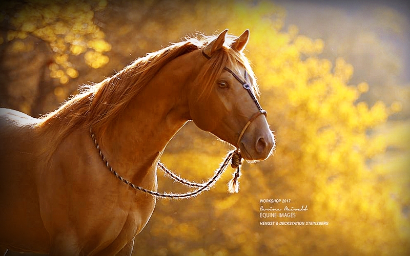 content-startpage-weide